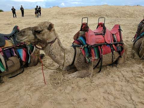 Photo: Camel Rides